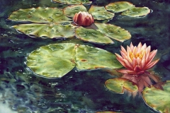 37-Lily-Pond-19.522-x-2722-watercolour