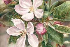 41-Apple-Blossom-8_-x-10_-watercolour